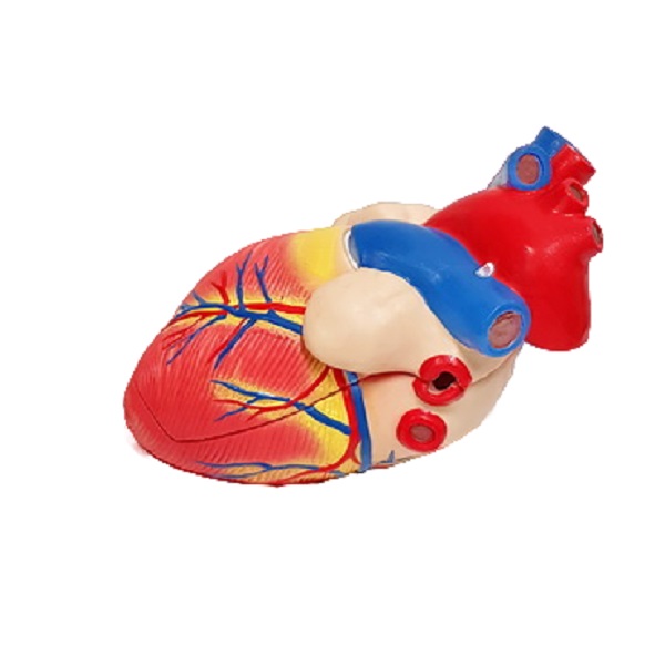 Модель "Сердце" (демонстрационное)