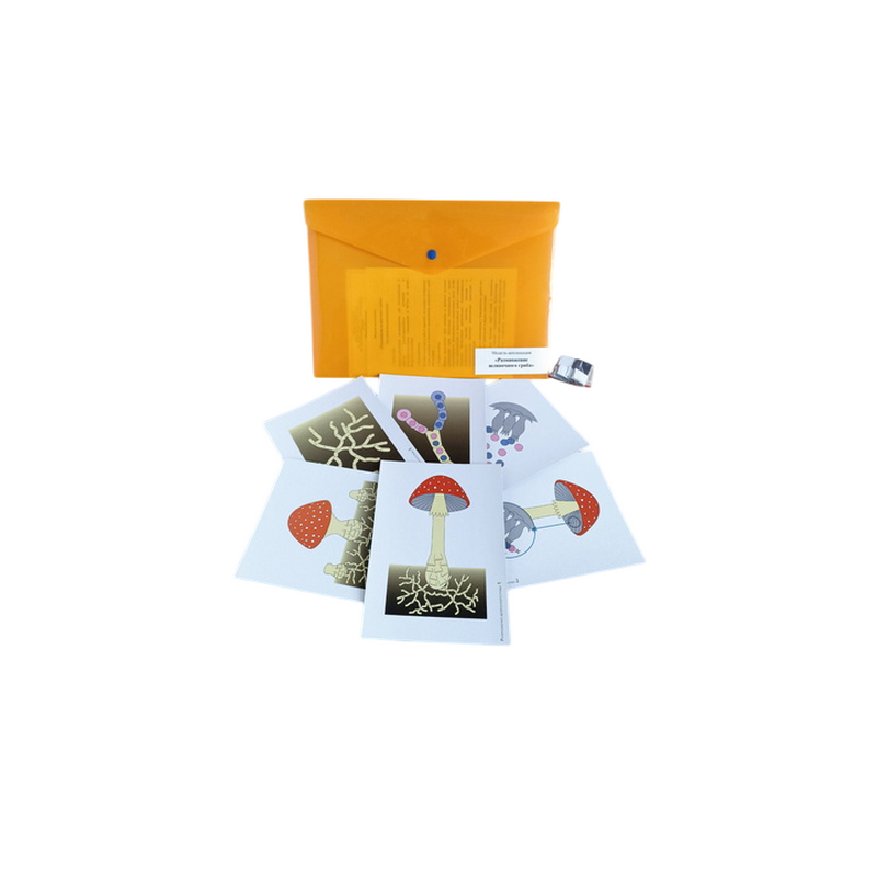 Модель-аппликация Размножение шляпочного гриба