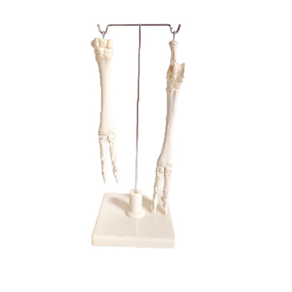 Скелет конечности овцы (передняя и задняя) на подставке