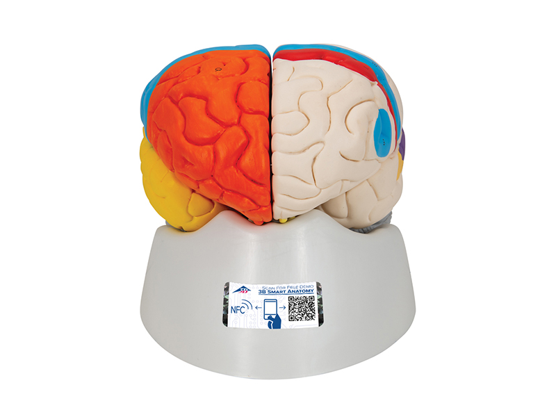 Нейро-анатомическая модель мозга, 8 частей