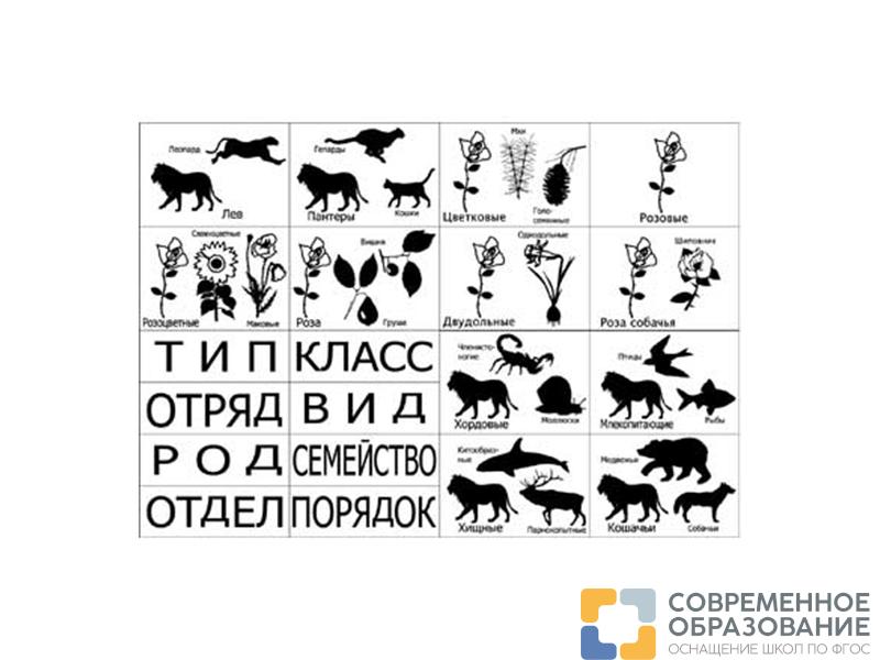 Модель "Классификация растений и животных"