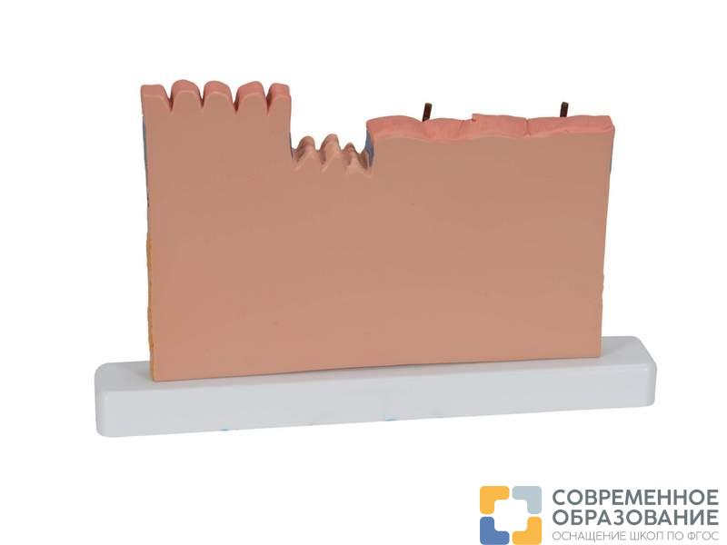 Модель сечения кожи