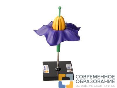 Модель цветка картофеля.