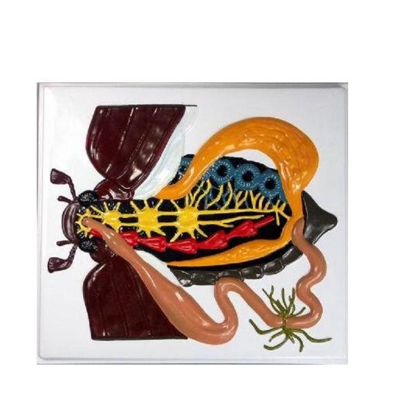 Модель барельефная "Внутреннее строение жука"