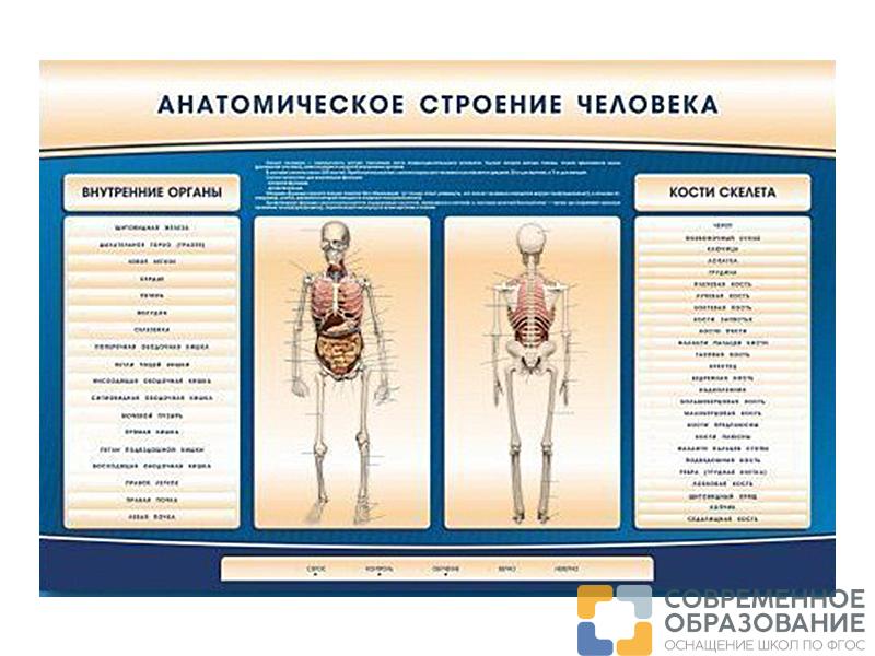 Электрифицированный стенд-тренажер c макетом скелета "Анатомическое строение человека"