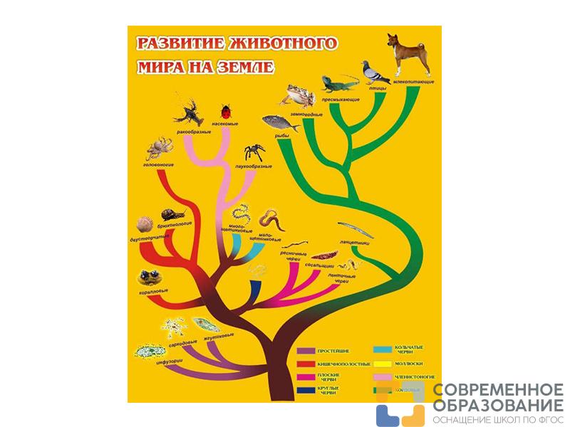 Стенд Развитие животного мира на земле