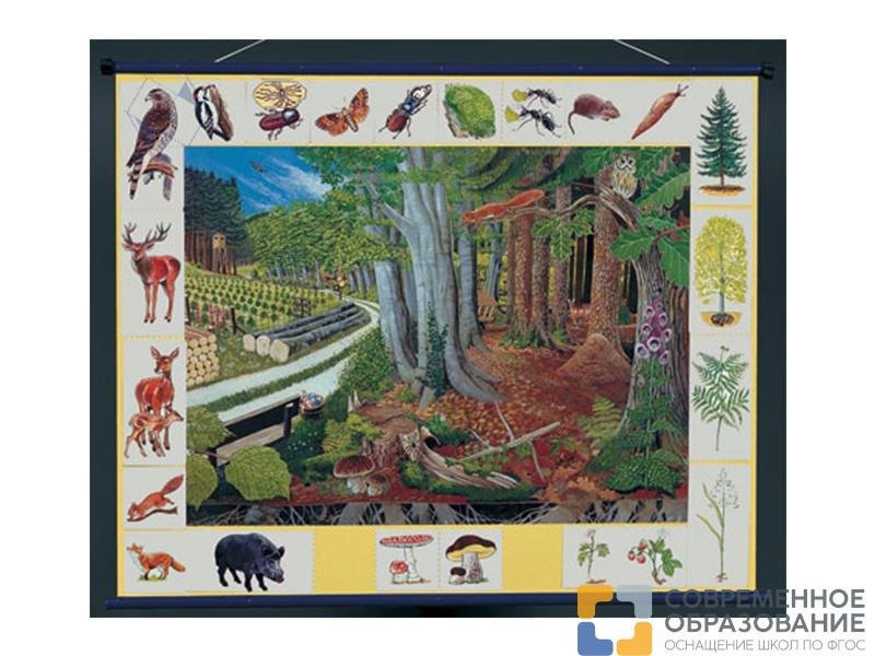 Магнитный плакат Природное сообщество леса