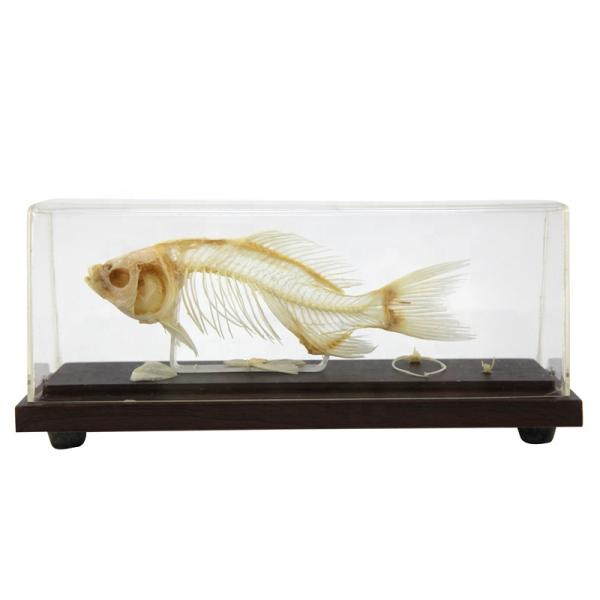 Модель Скелет рыбы