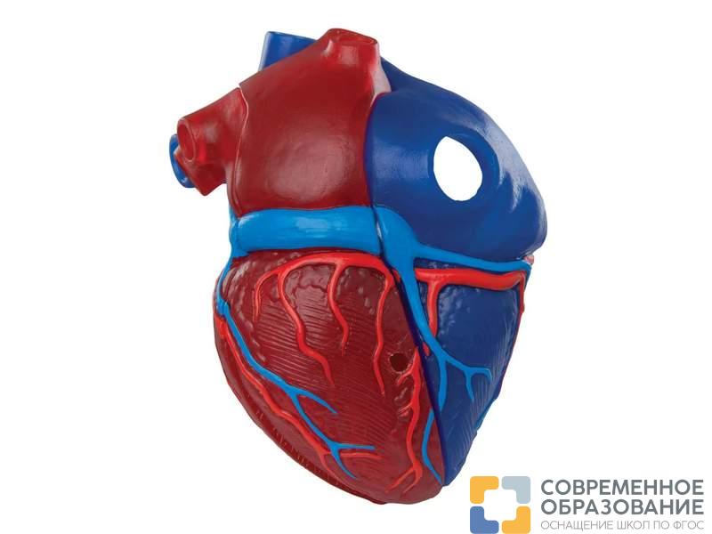 Модель сердца на магнитах, в натуральную величину