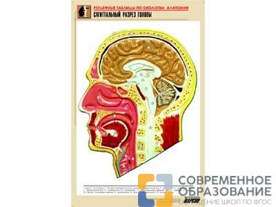 Рельефная таблица Сагиттальный разрез головы, А1