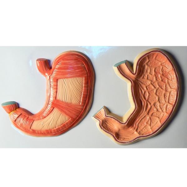 Модель барельефная "Желудок" (внешняя и внутренняя поверхности)