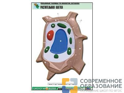 Рельефная таблица Растительная клетка, А1