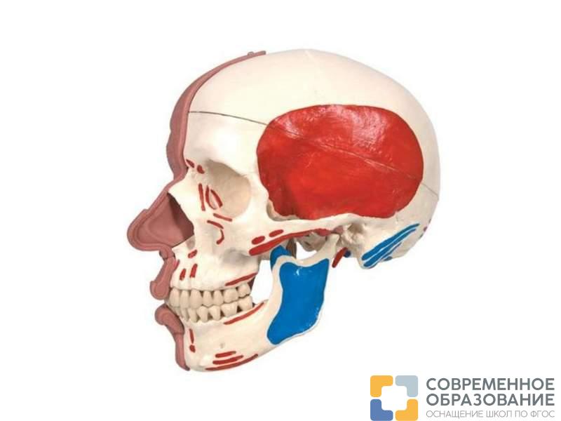 Модель черепа с лицевыми мышцами