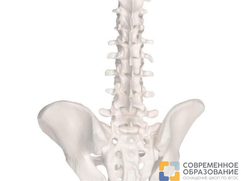 Модель эластичного мини-позвоночника на подставке