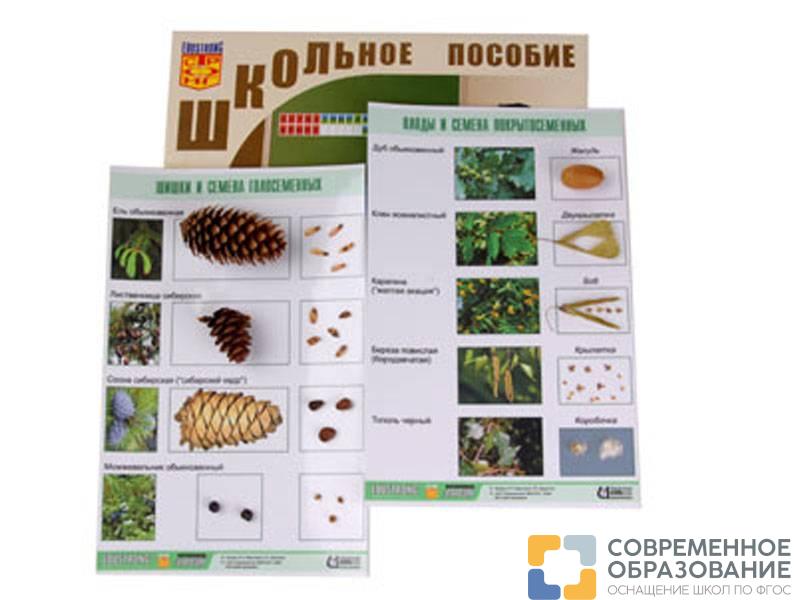 Коллекция образцов Шишки, плоды, семена деревьев и кустарников