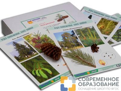 Коллекция образцов Голосеменные растения