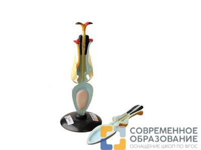 Модель цветка подсолнечника