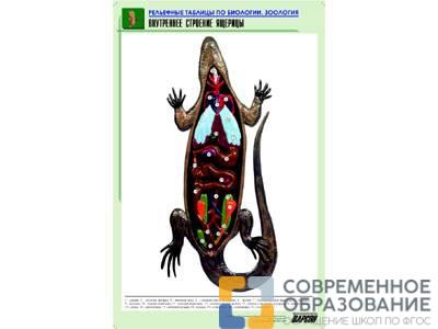 Рельефная таблица Внутреннее строение ящерицы, А1