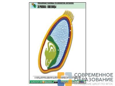 Рельефная таблица Зерновка пшеницы, А1