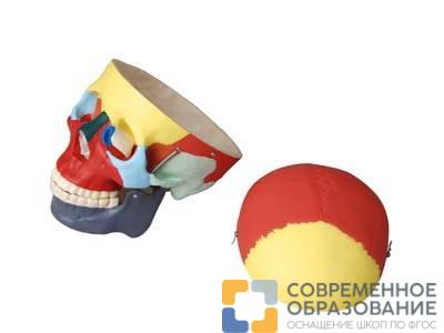 Модель Череп человека с раскрашенными костями