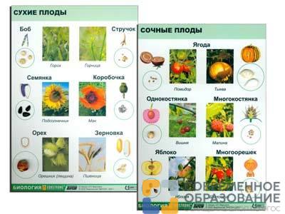 Коллекция "Семена и плоды"