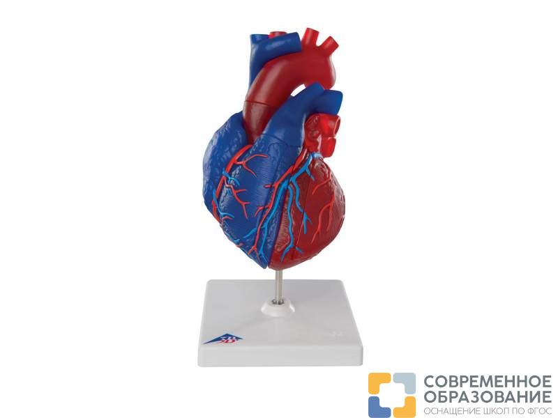 Модель сердца на магнитах, в натуральную величину