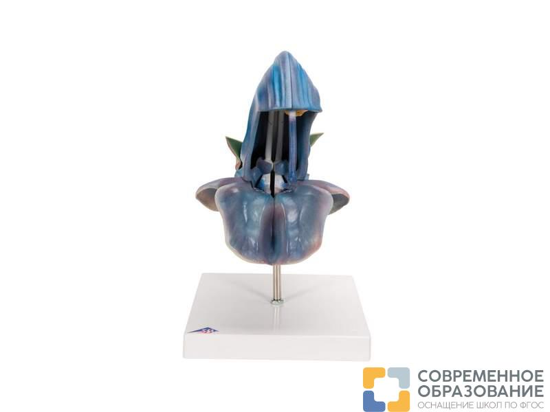 Модель цветка шалфея лугового