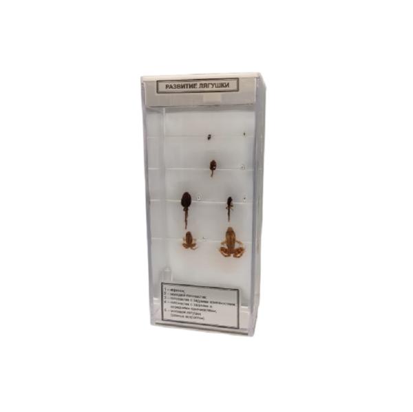 Влажный препарат Развитие лягушки