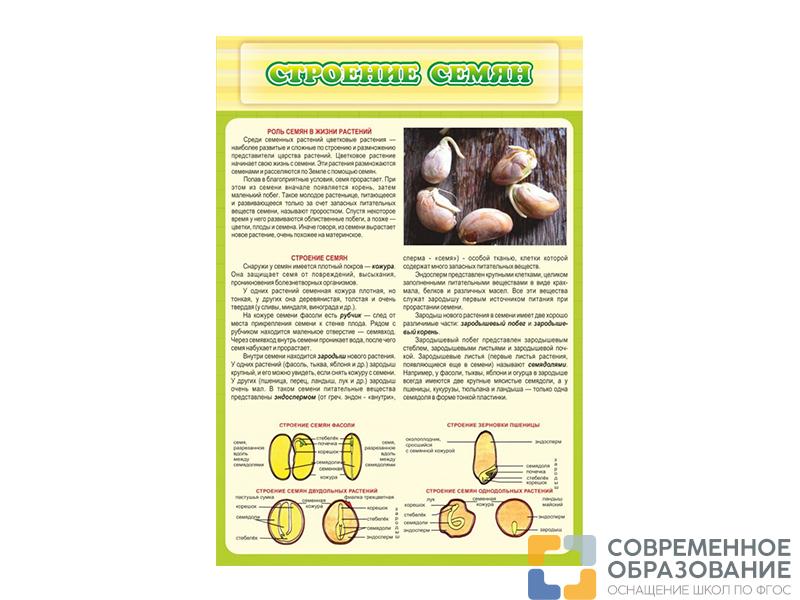 Стенд Строение семян