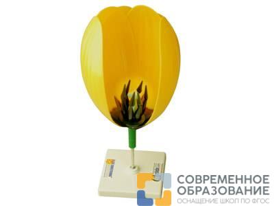 Модель цветка тюльпан