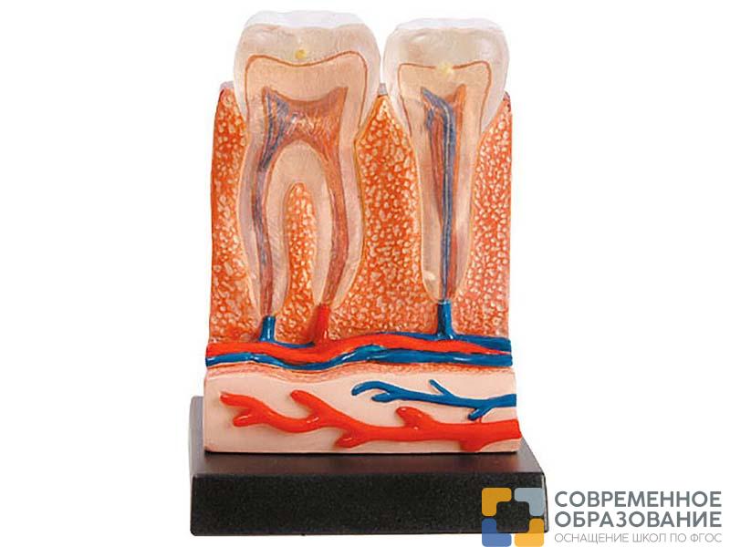 Набор Профессор Эйн: Зубы и десна