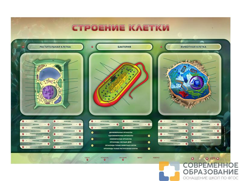Электрифицированный стенд "Строение клетки" с маркерными полями