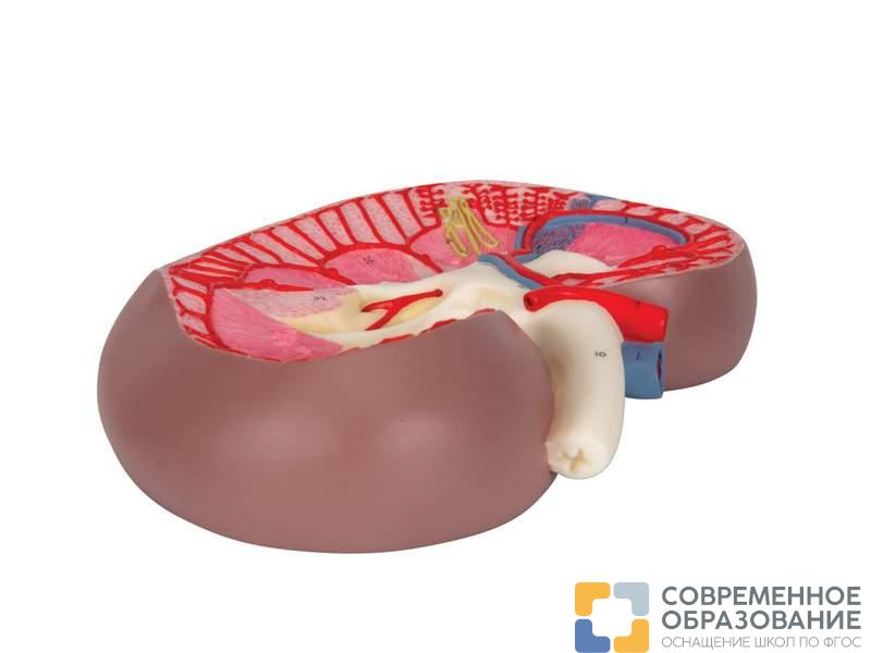 Базовая модель сечения почки