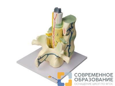 Модель части позвоночника человека