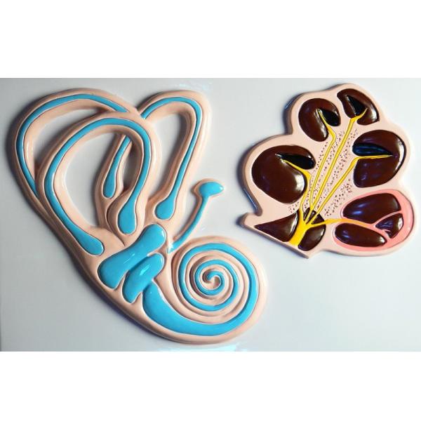 Модель барельефная "Ухо человека" (часть 2)