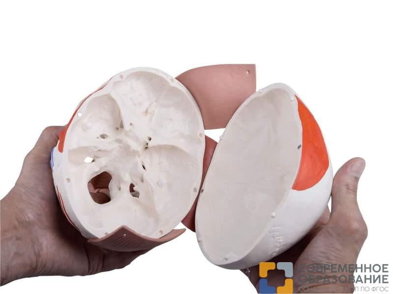 Модель черепа с лицевыми мышцами