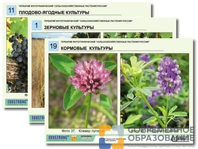 Гербарий фотографический Сельскохозяйственные растения России 36 шт.