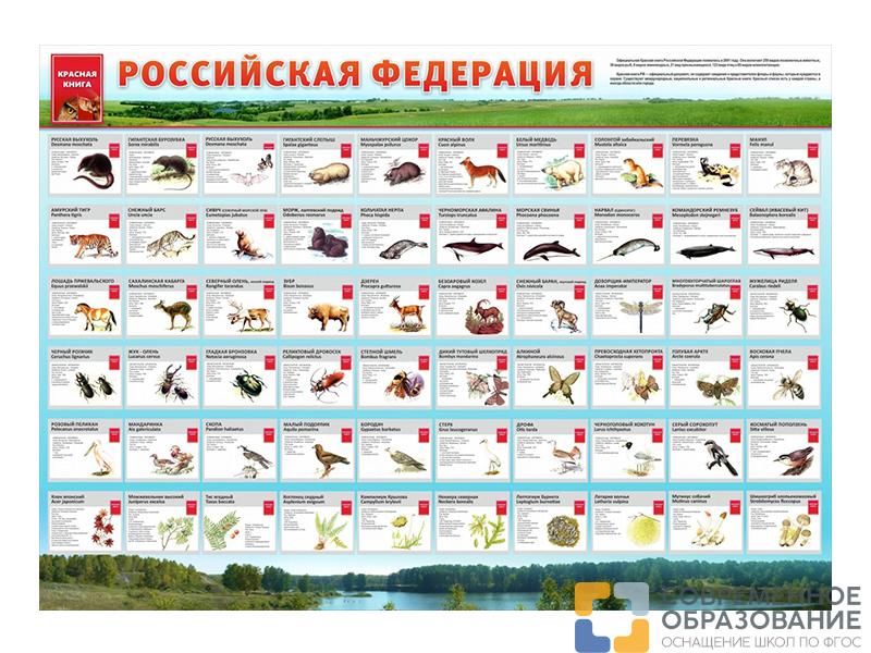 Стенд Красная книга РФ