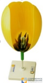 Модель цветка тюльпан