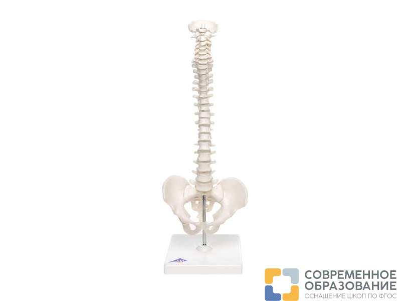 Модель эластичного мини-позвоночника на подставке