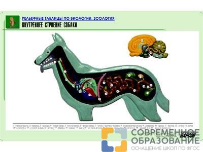 Рельефная таблица Внутреннее строение собаки, А1