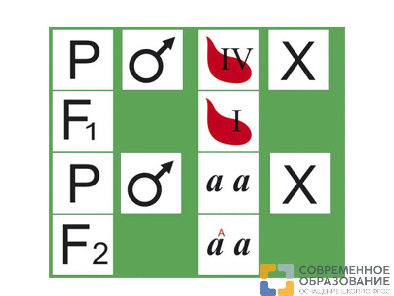 Модель "Генетика групп крови" (раздаточная)