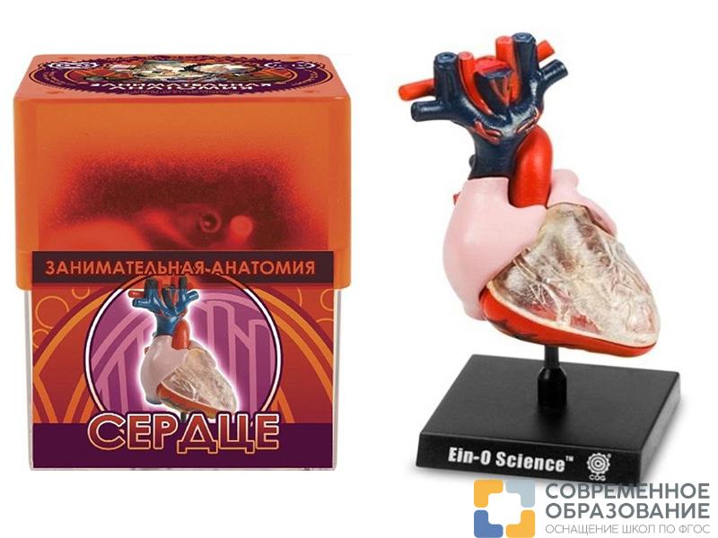 Набор Профессор Эйн: Сердце
