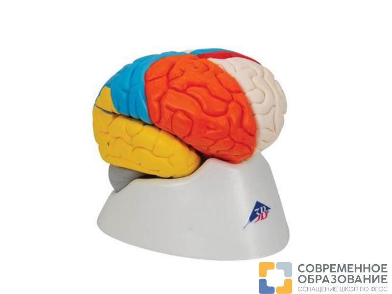 Нейро-анатомическая модель мозга