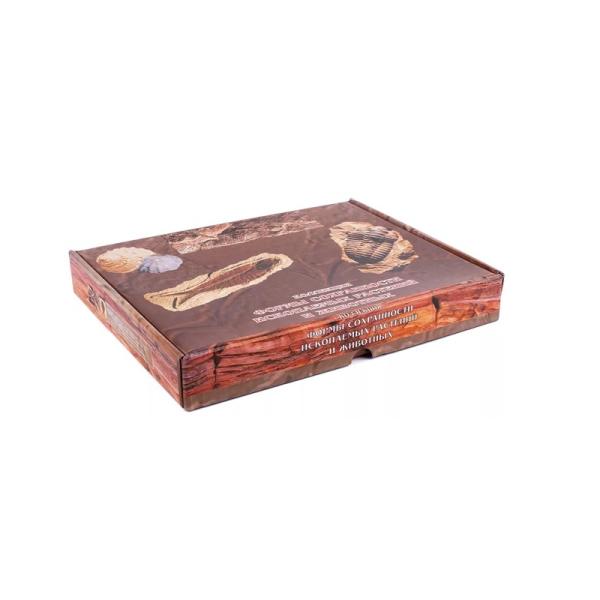 Коллекция "Формы сохранности ископаемых растений и животных"