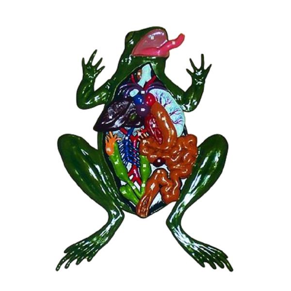 Модель барельефная "Внутреннее строение лягушки"