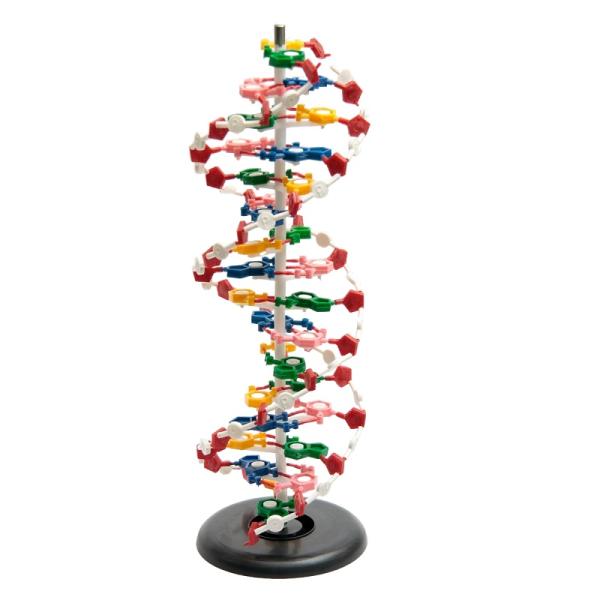 Модель "Структура ДНК"