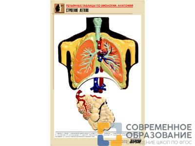Рельефная таблица Строение легких, А1