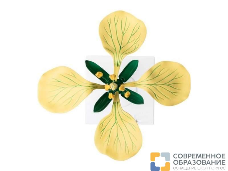 Модель цветка горчицы полевой