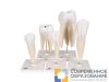 набор классических моделей зуба Набор классических моделей зуба